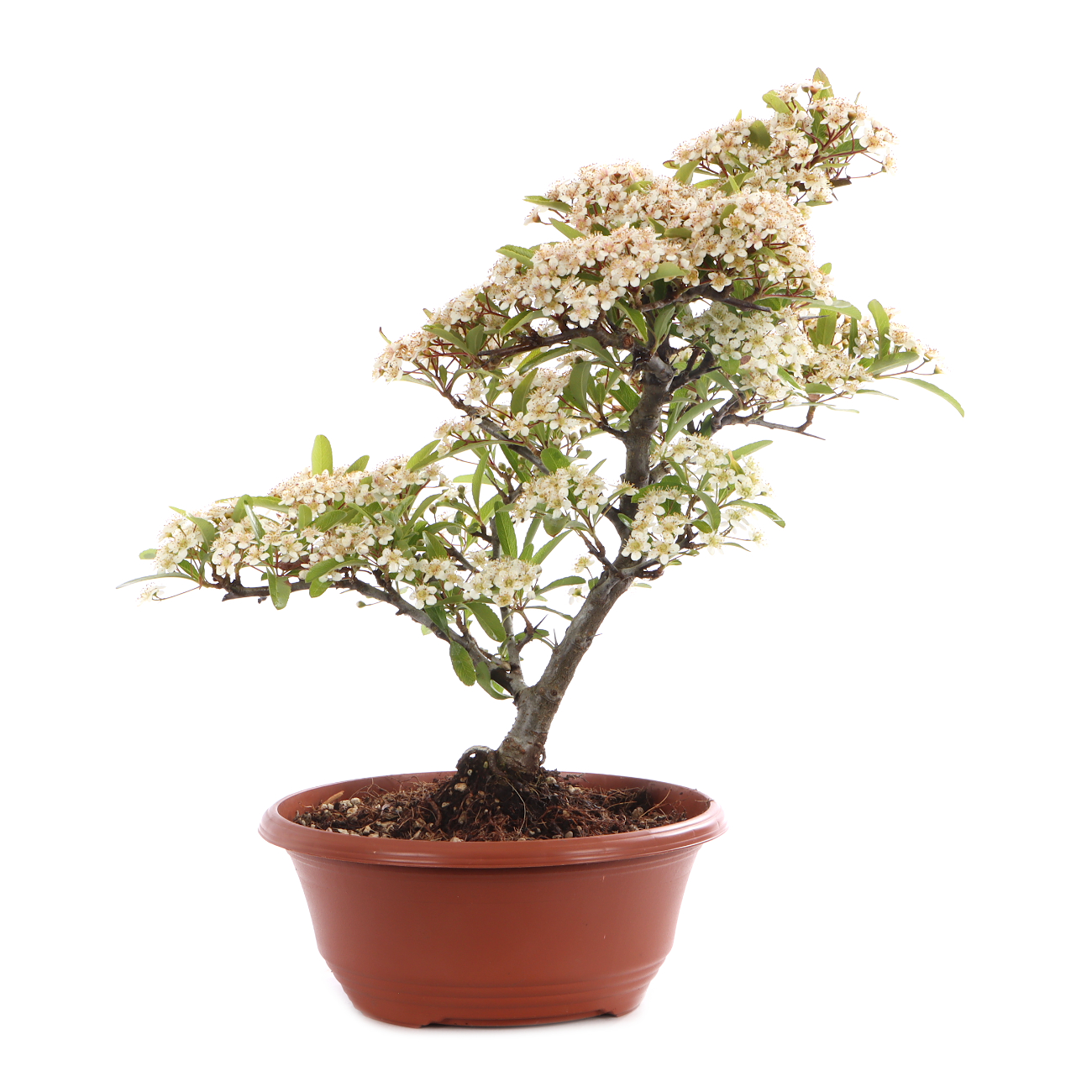 Pyracantha angustifolia