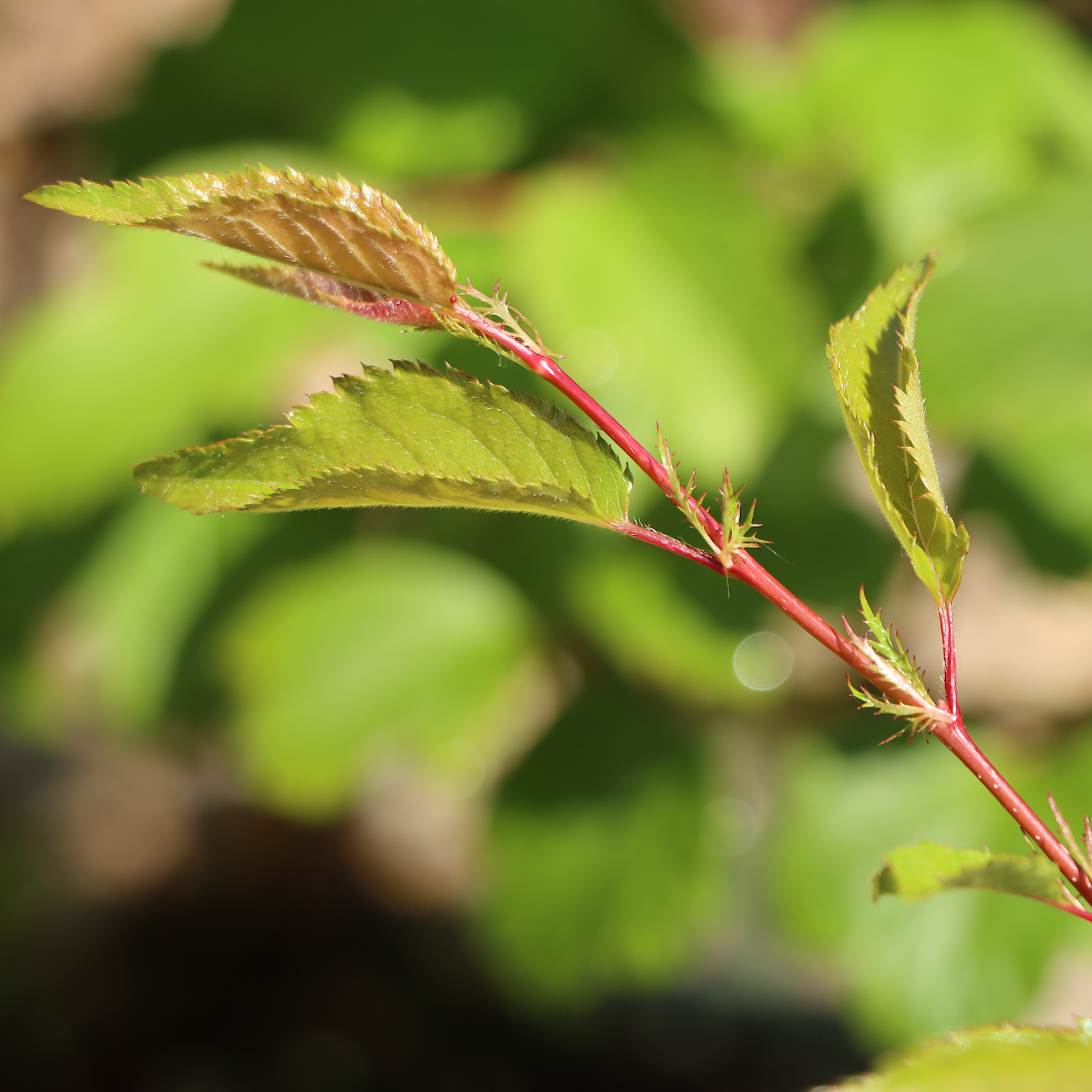 Prunus subhirtella 'Okame'