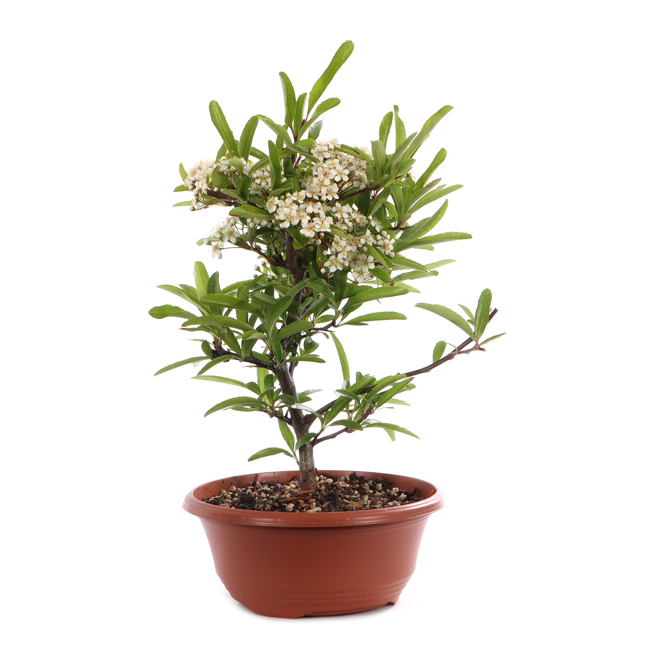 Pyracantha angustifolia