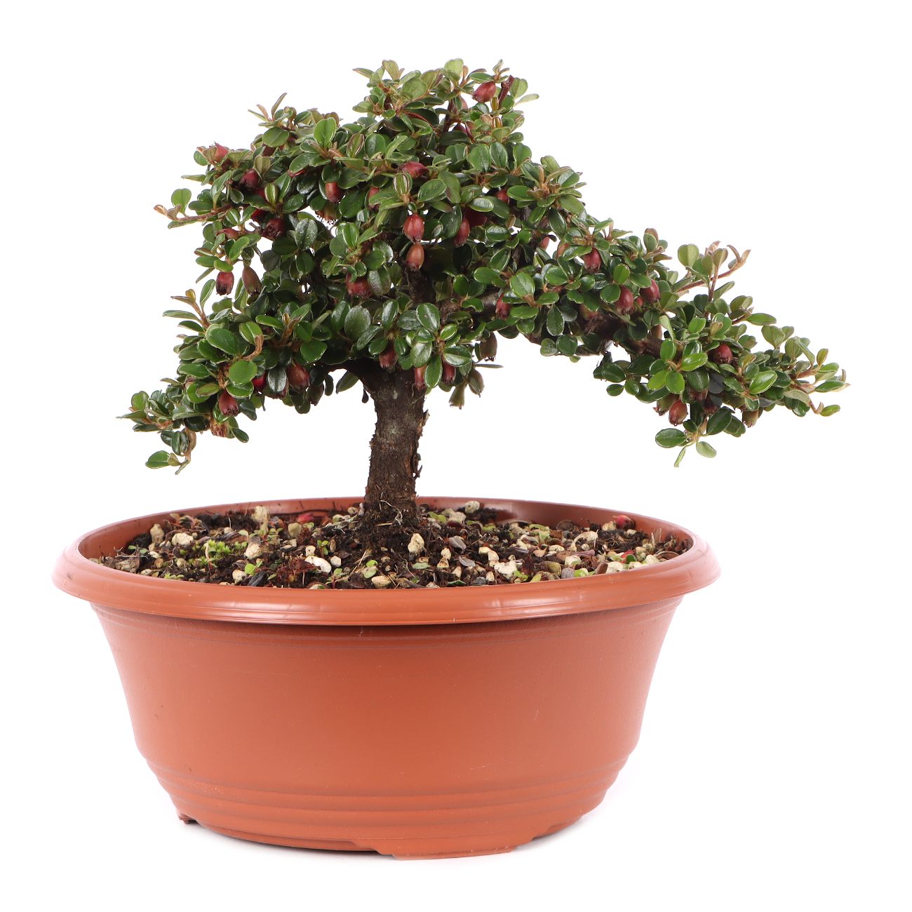 Cotoneaster microphyllus 'Cochleatus'