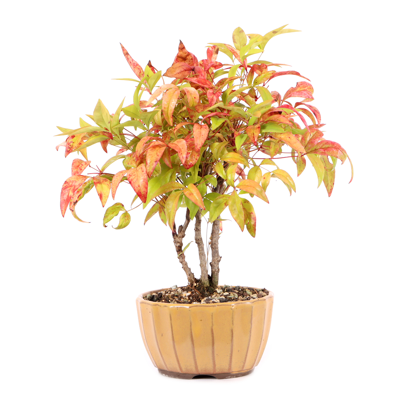 Nandina domestica 'Fire Power'