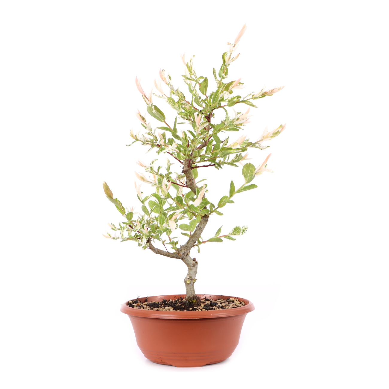 Salix integra 'Hakuro Nishiki'