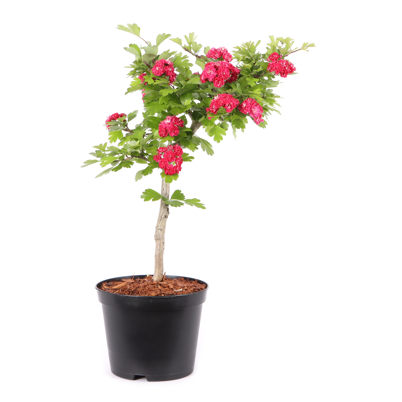 Crataegus laevigata 'Paul's Scarlet'