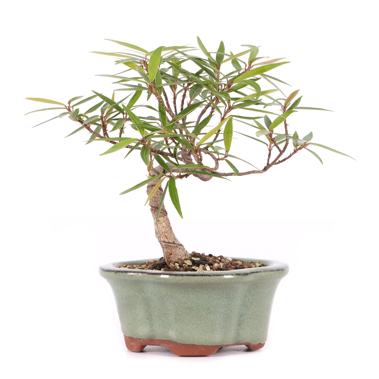 Ficus sikkimensis