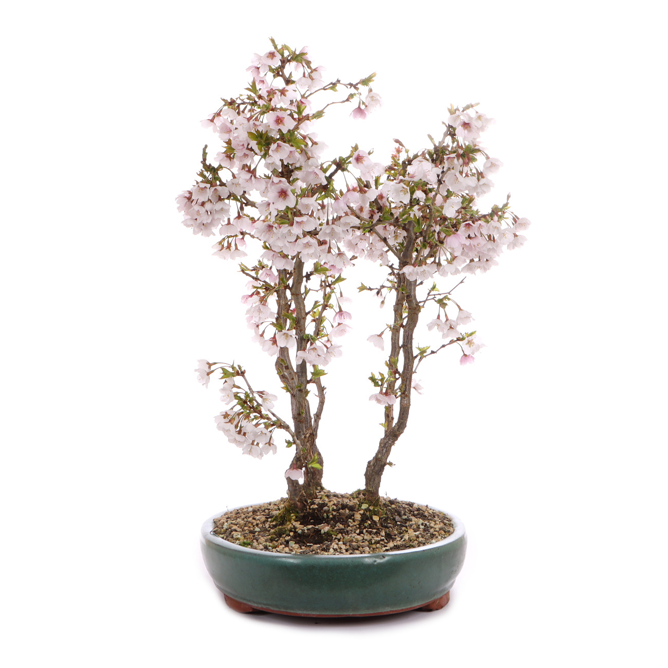 Prunus incisa 'Kojou-no-mai'