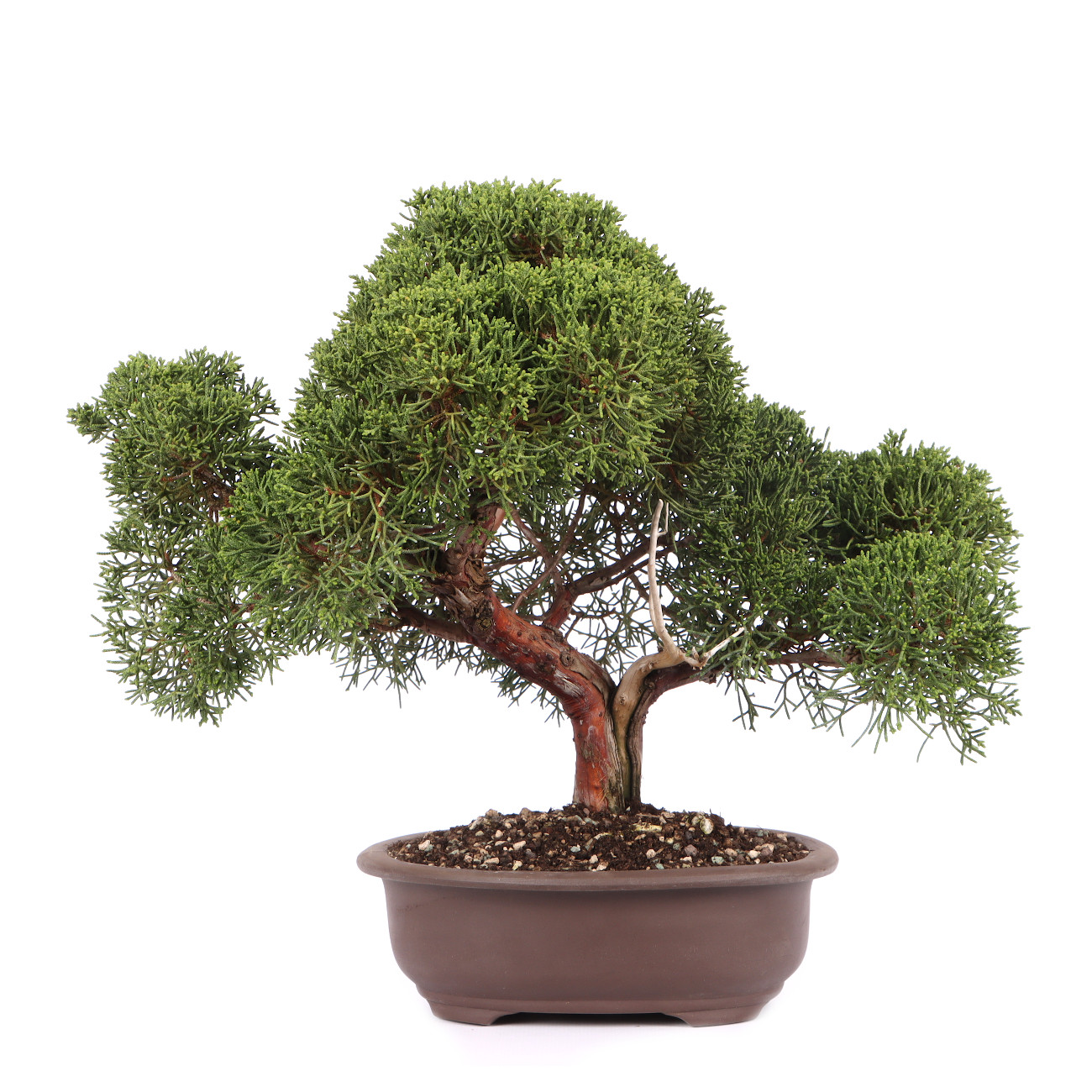 Juniperus chinensis