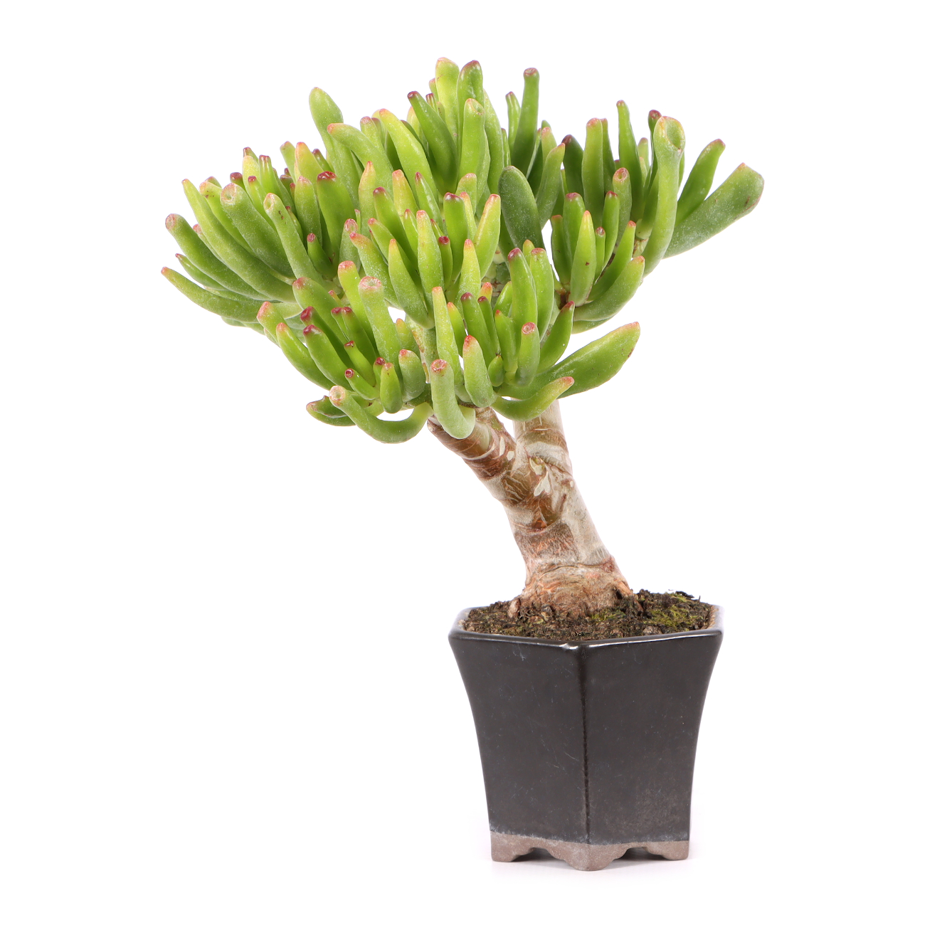 Crassula ovata 'Horn Tree'