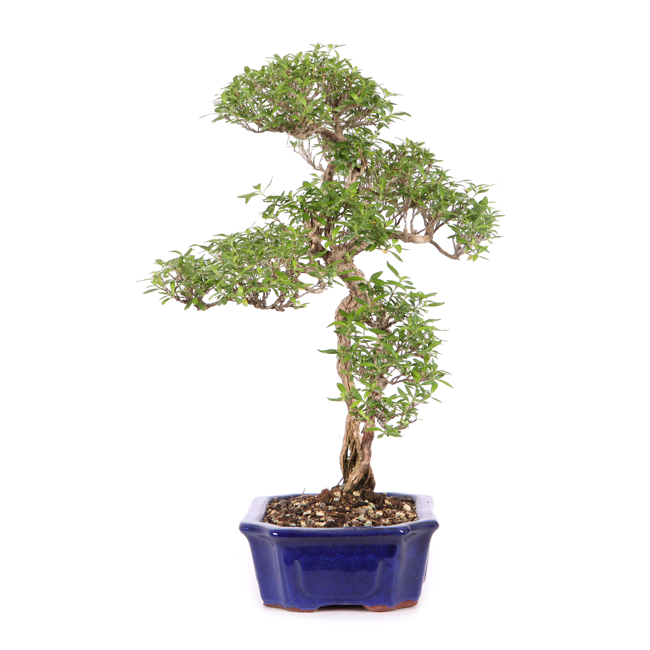 Serissa foetida