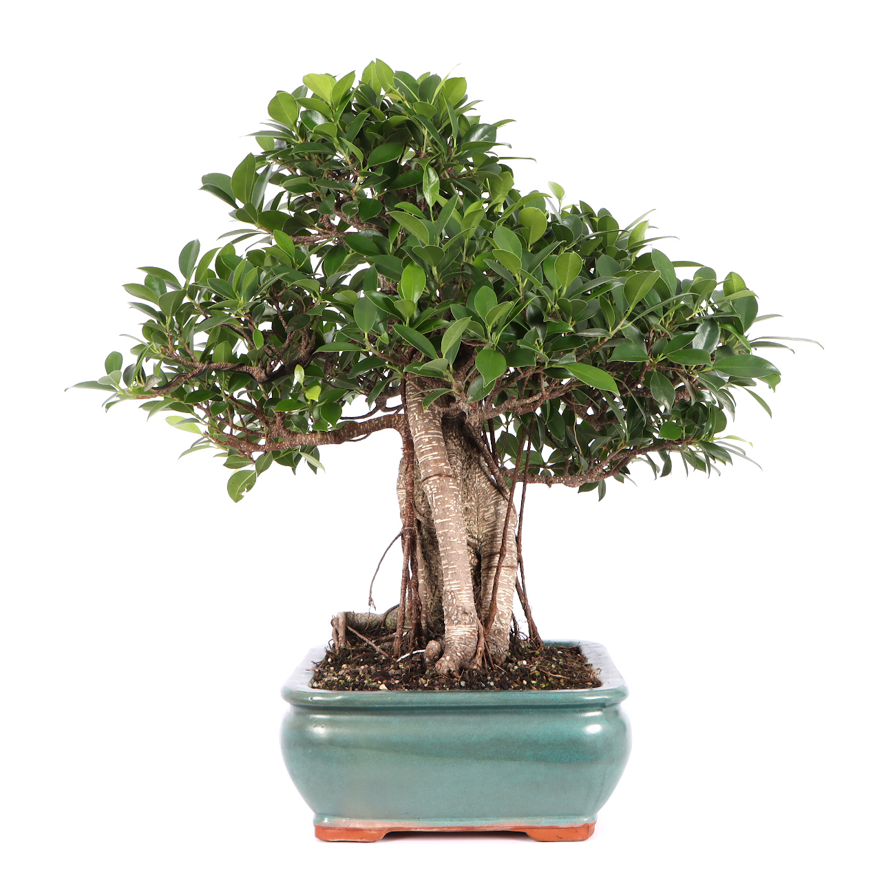 Seitenansicht rechts