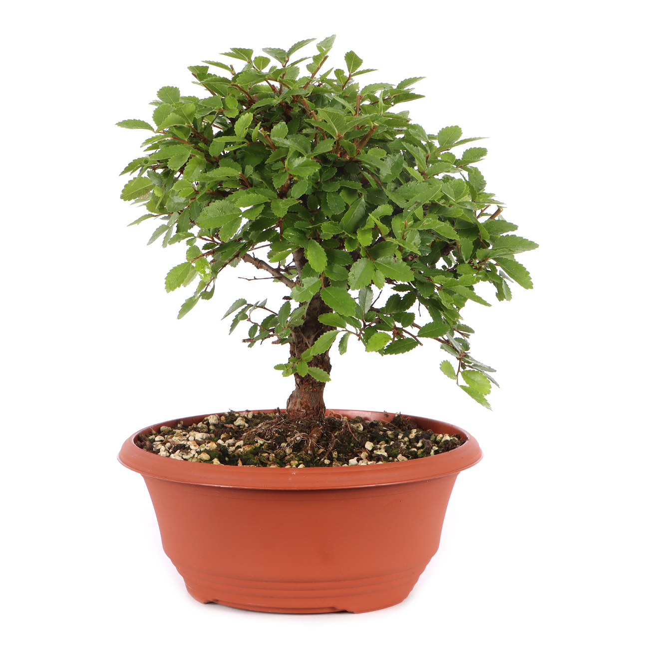 Ulmus japonica