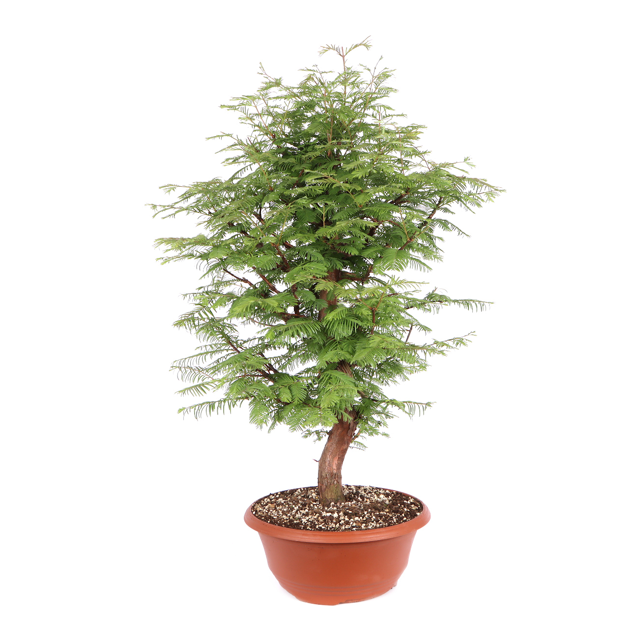 Seitenansicht rechts