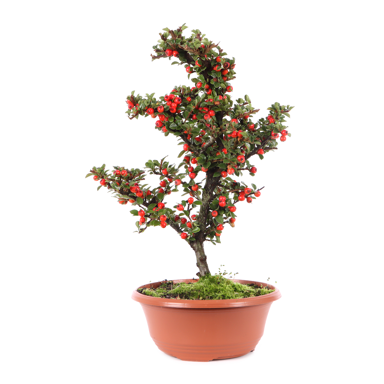 Cotoneaster praecox