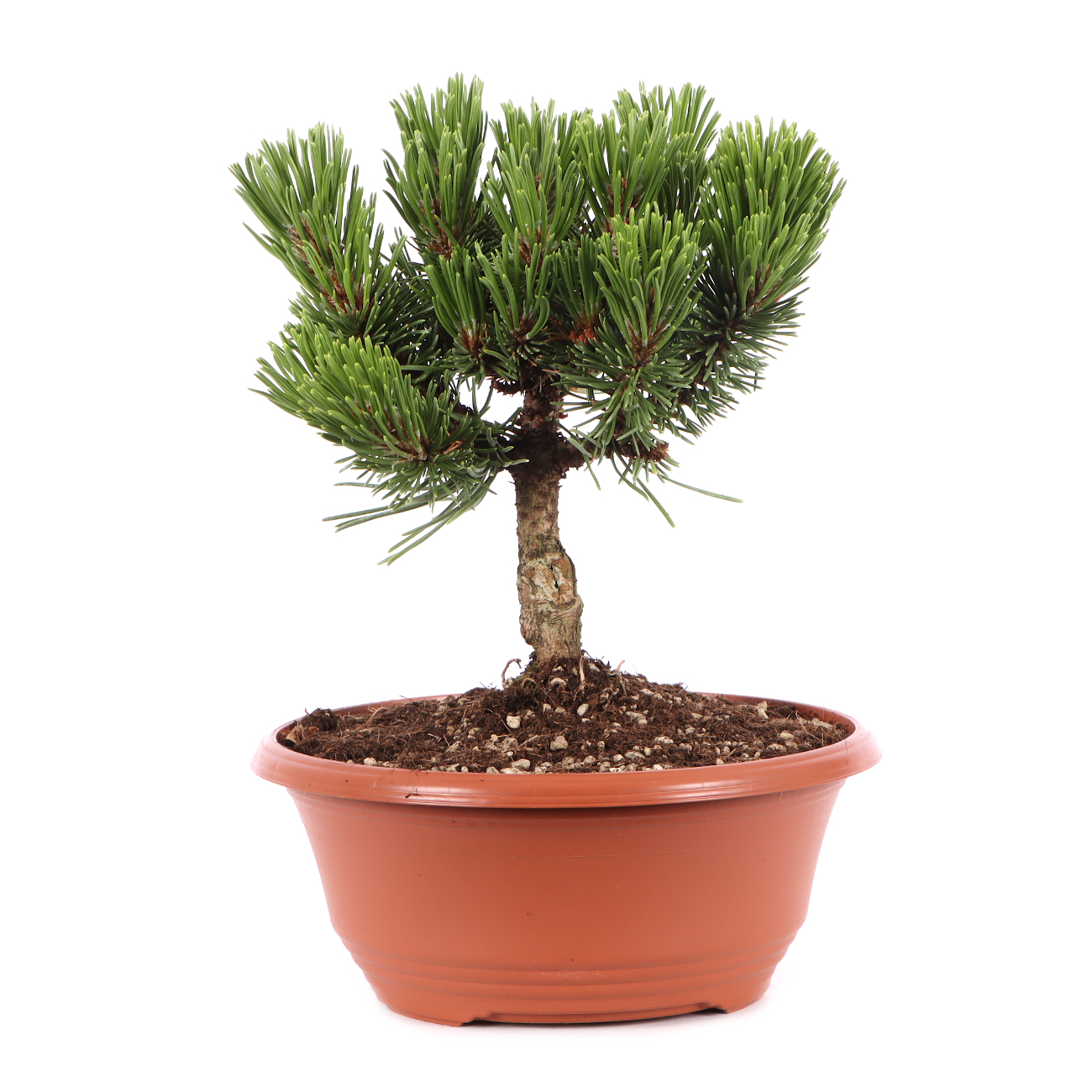 Pinus mugo 'Sherwood Compact'