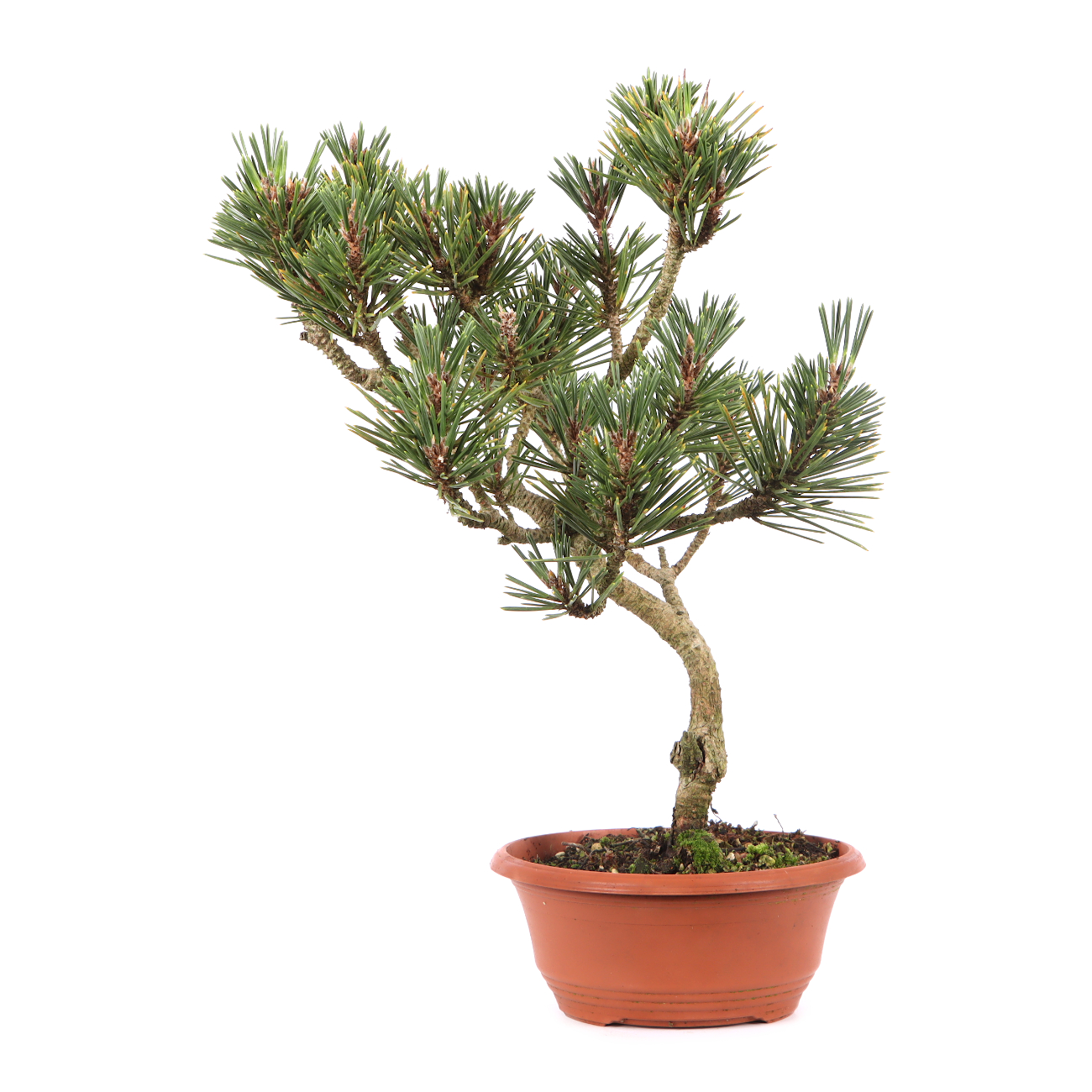 Pinus thunbergii 'Kotobuki'