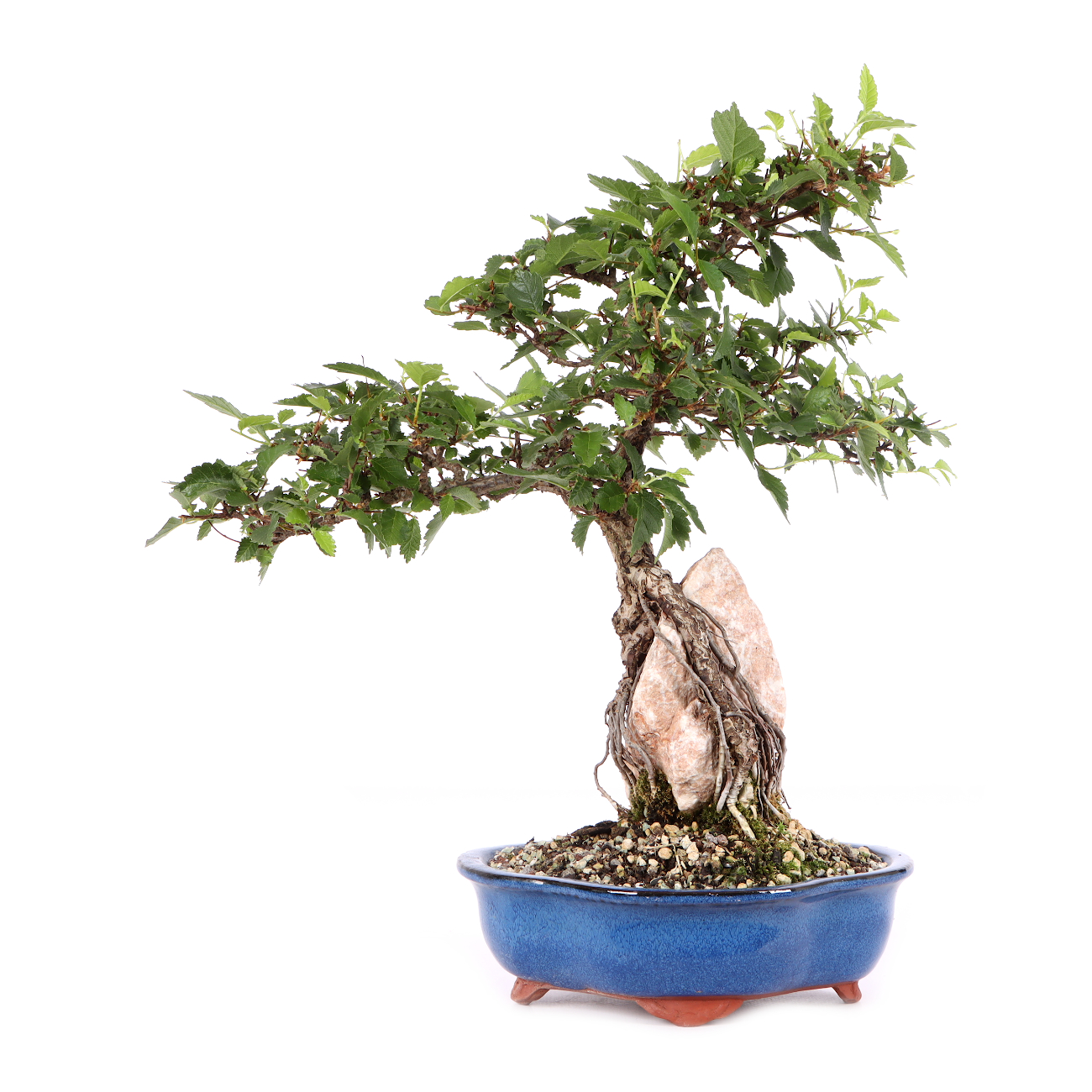Ulmus minor var.