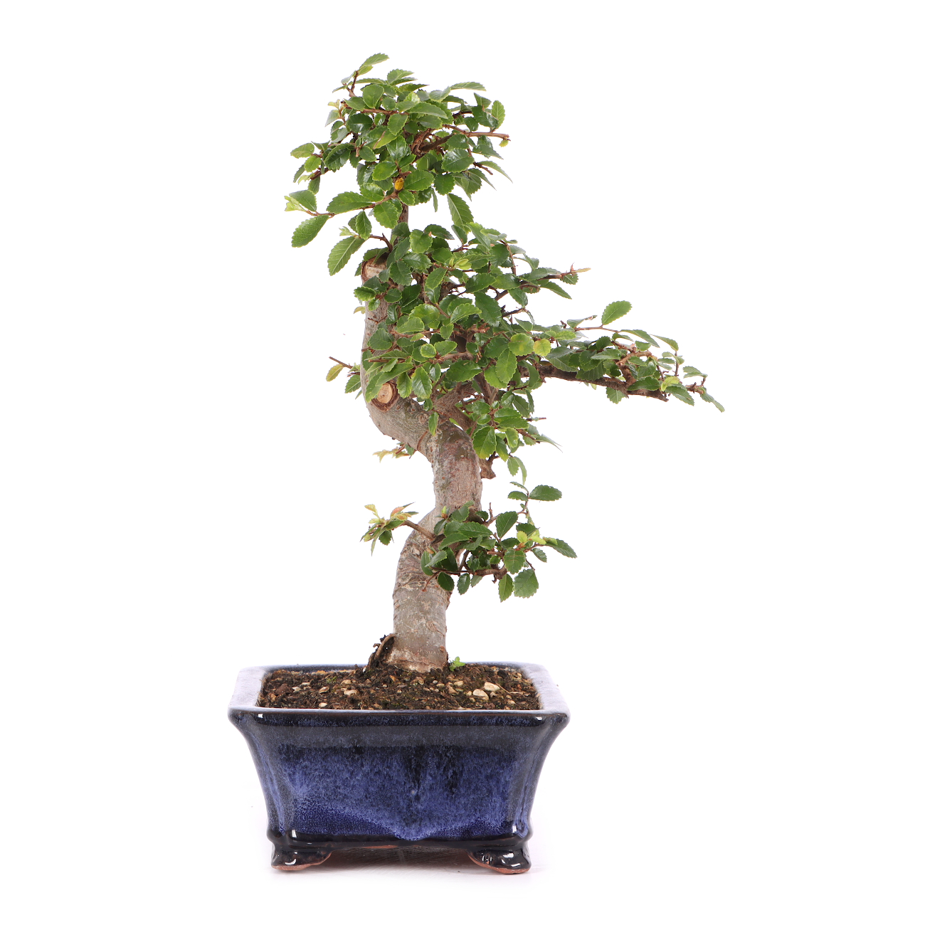 Ulmus parvifolia