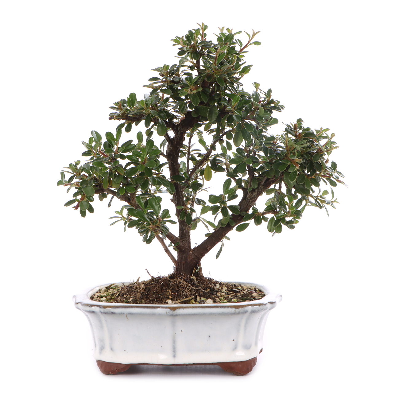 Cotoneaster dammeri 'Skogholm'