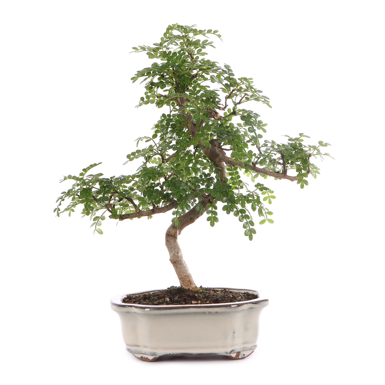 Zanthoxylum spec.