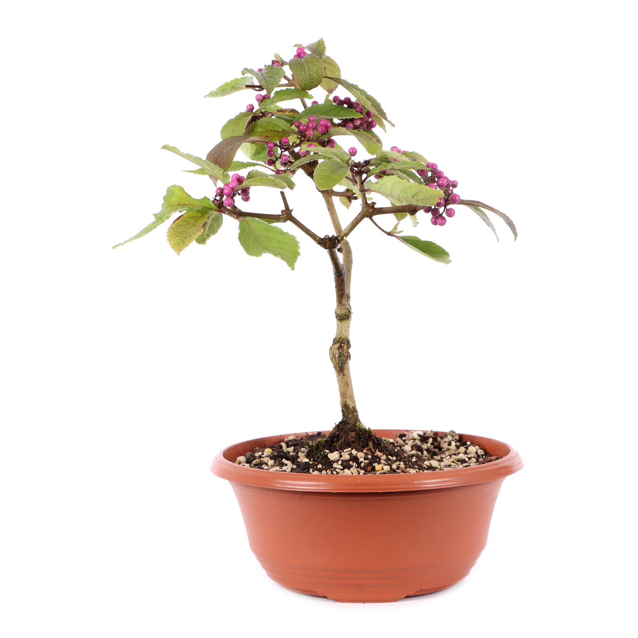 Callicarpa bodinieri 'Profusion'