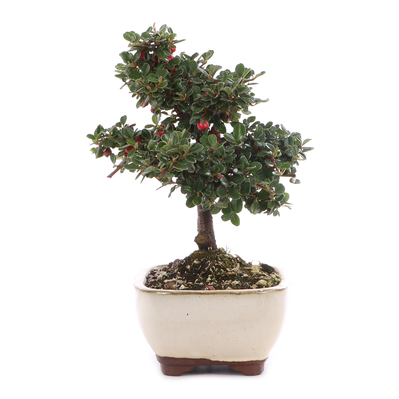 Cotoneaster microphyllus 'Cochleatus'