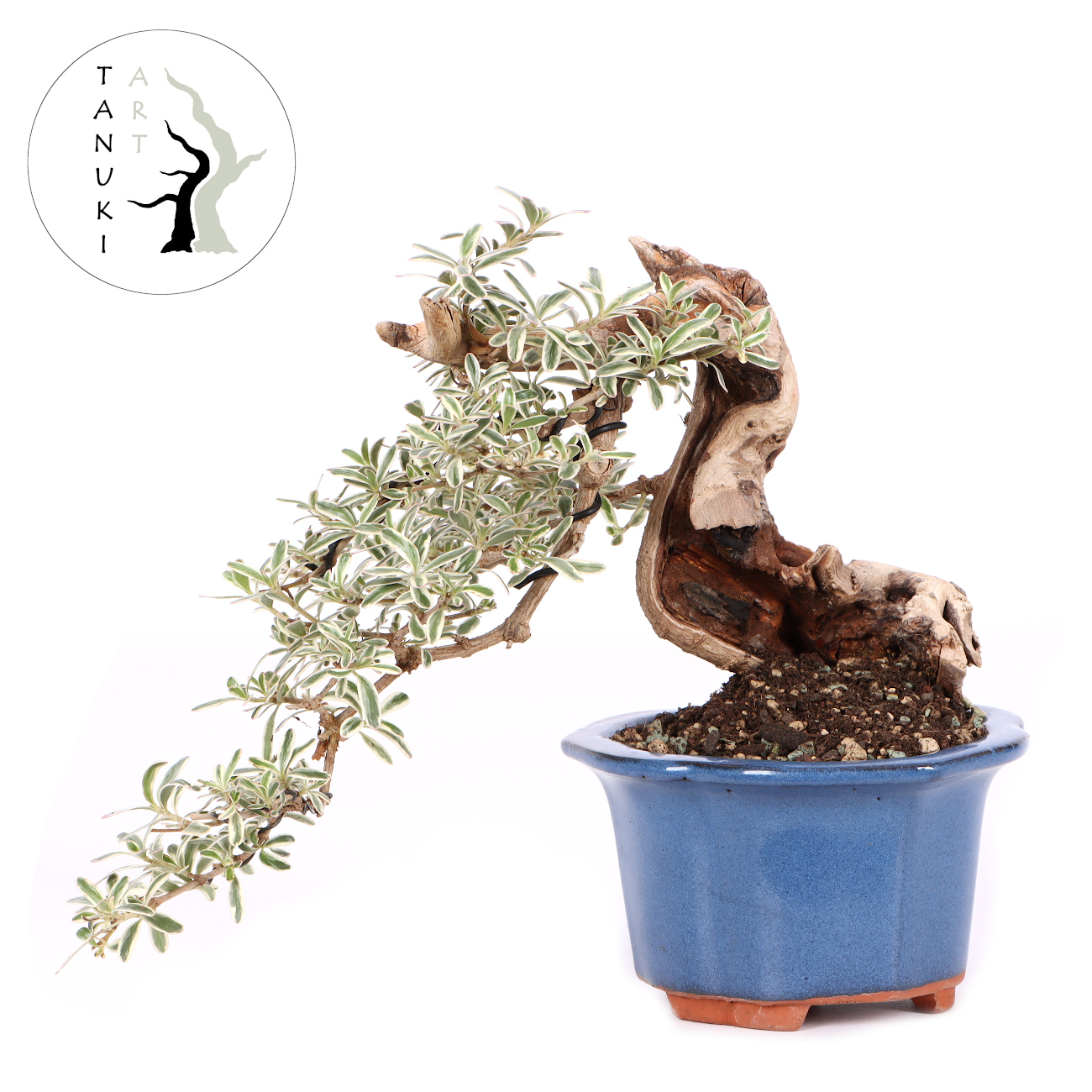 Coprosma x kirkii 'Variegata'