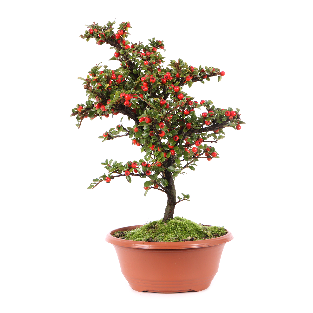 Cotoneaster praecox