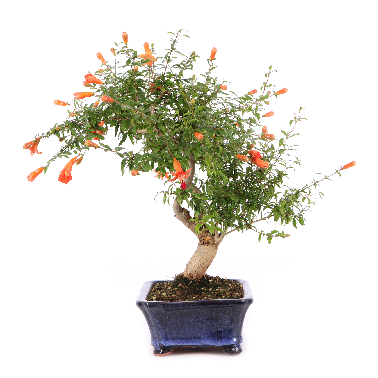 Punica granatum 'Nana'