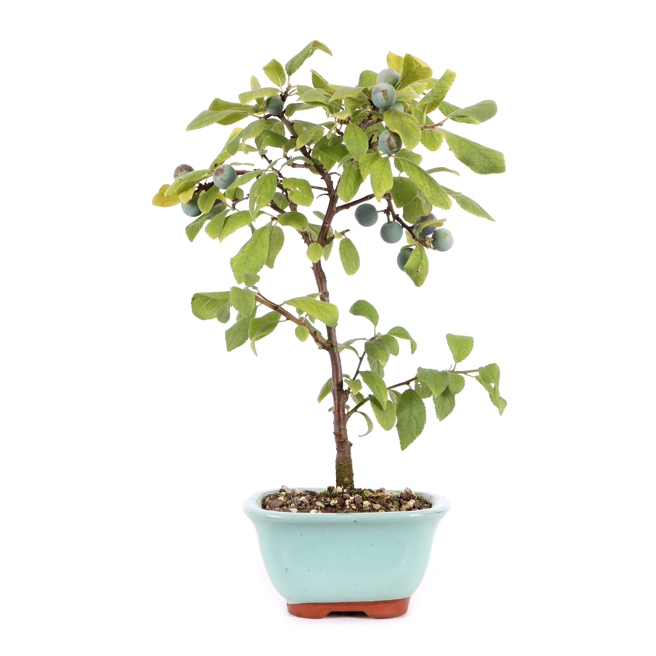 Prunus spinosa