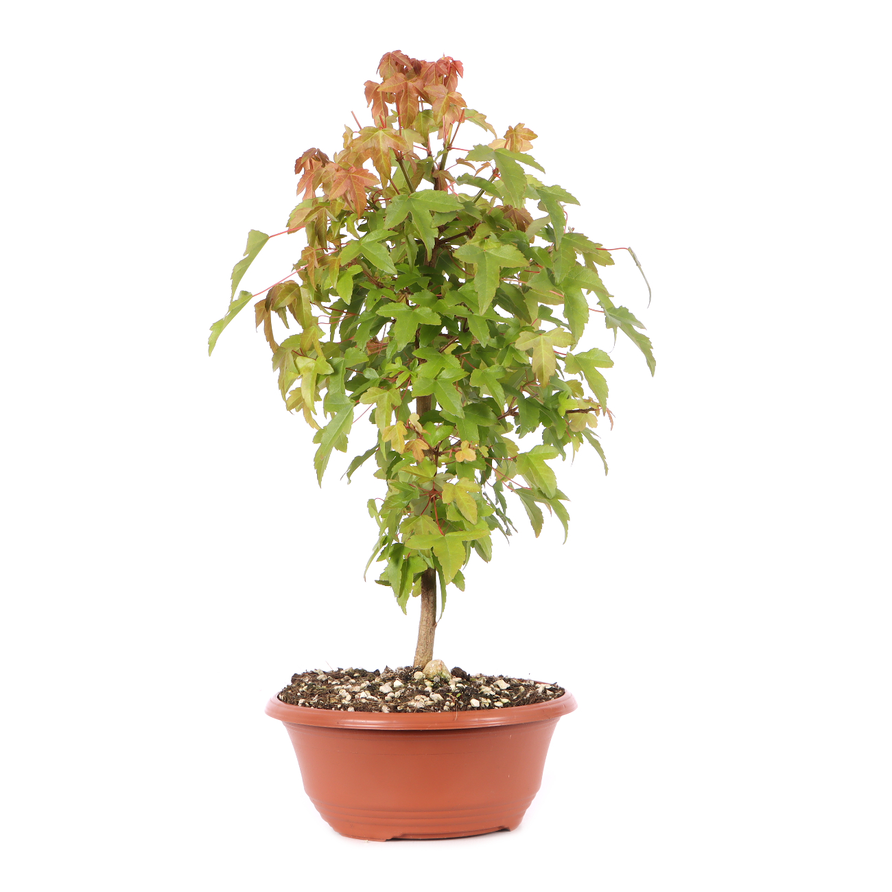 Acer buergerianum