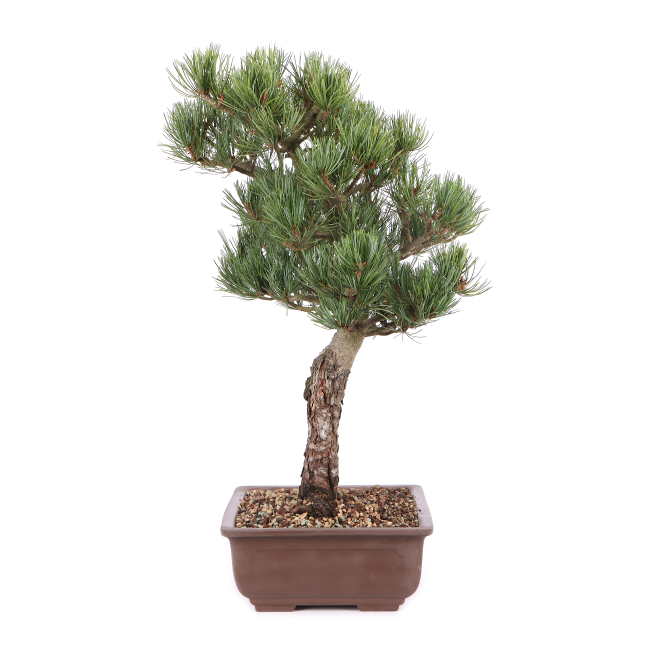 Pinus parviflora 'Glauca' Kopie