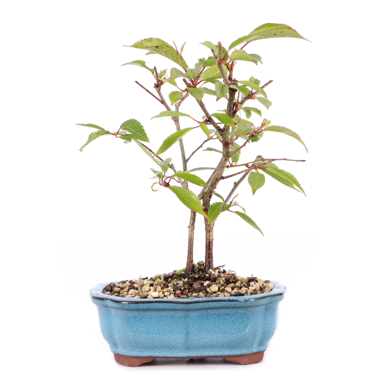 Prunus subhirtella 'Okame'
