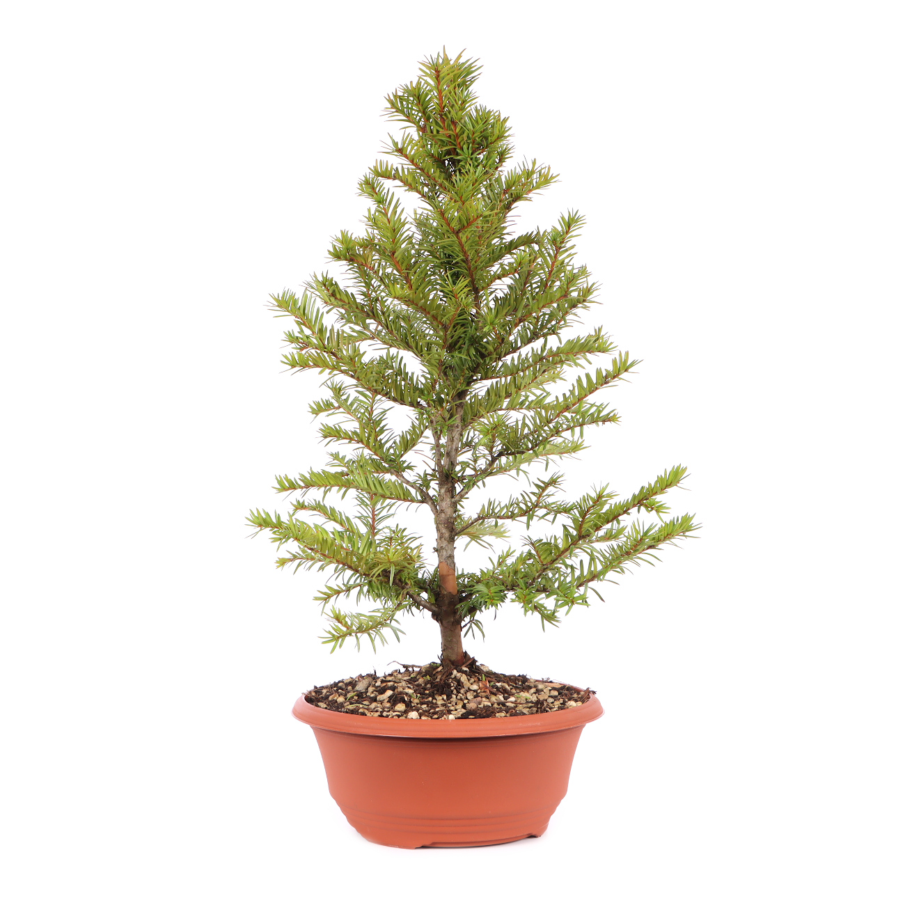 Taxus baccata