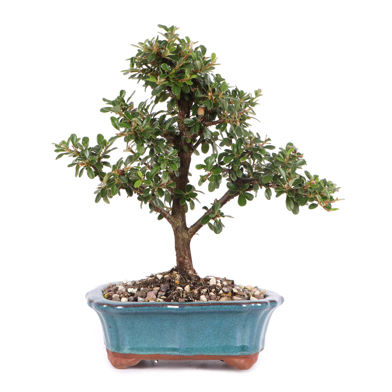 Cotoneaster dammeri 'Skogholm'