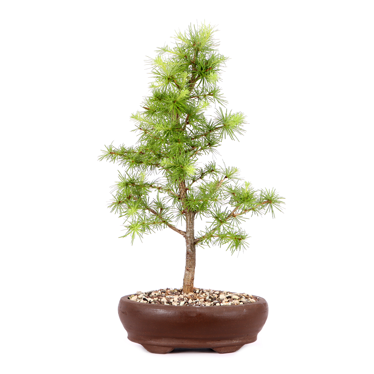 Larix kaempferi