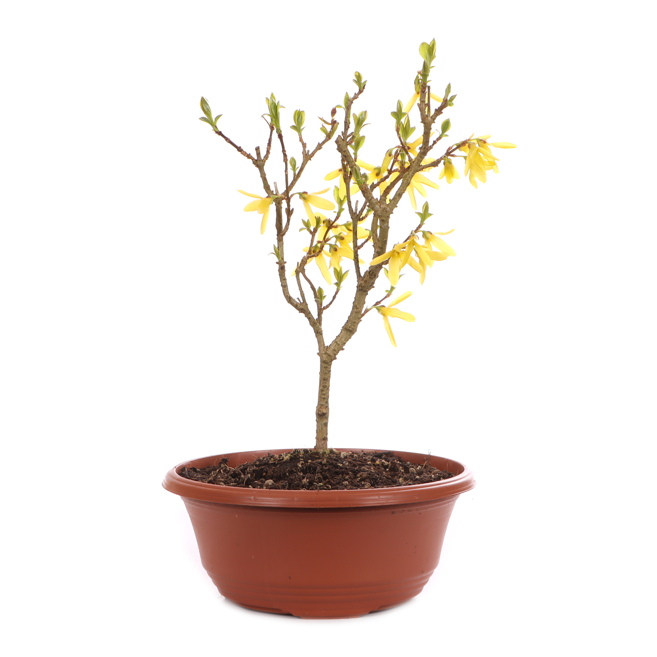 Forsythia x intermedia 'Minigold'