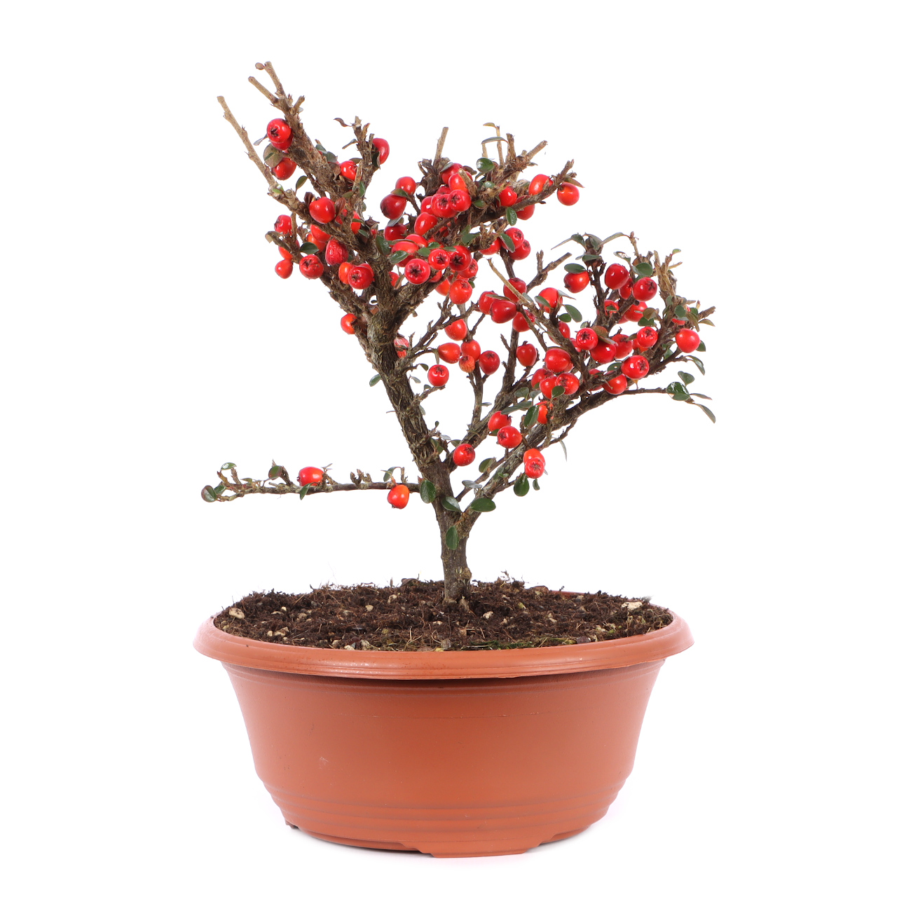 Cotoneaster praecox