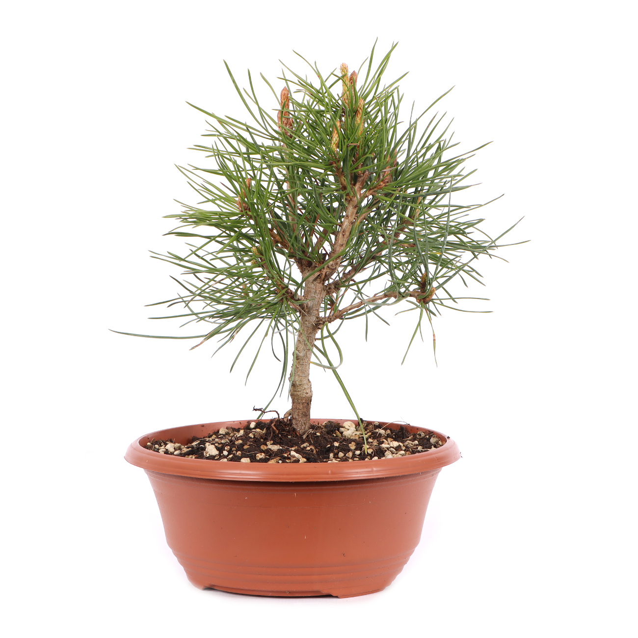 Pinus sylvestris