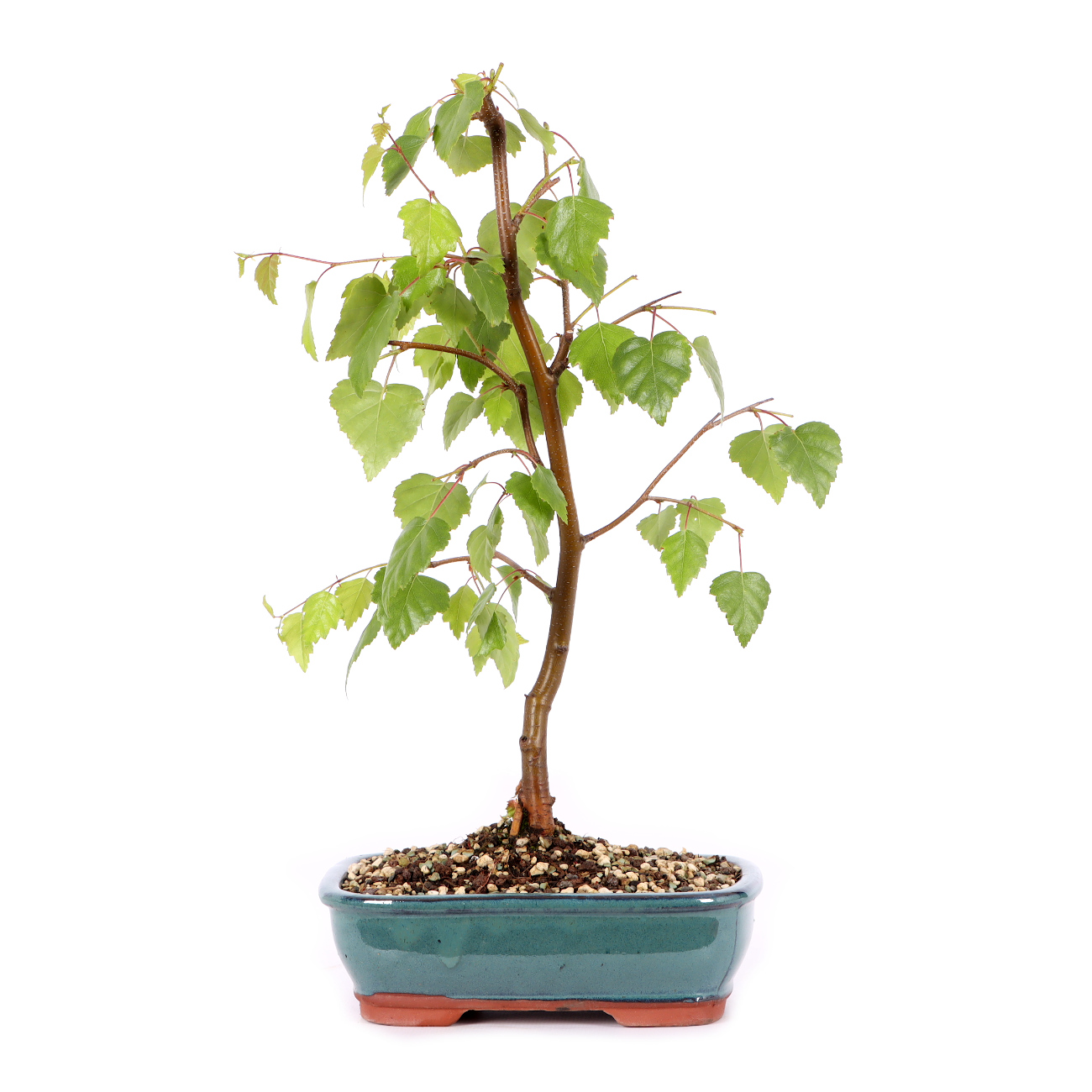 Betula pendula 'Youngii'