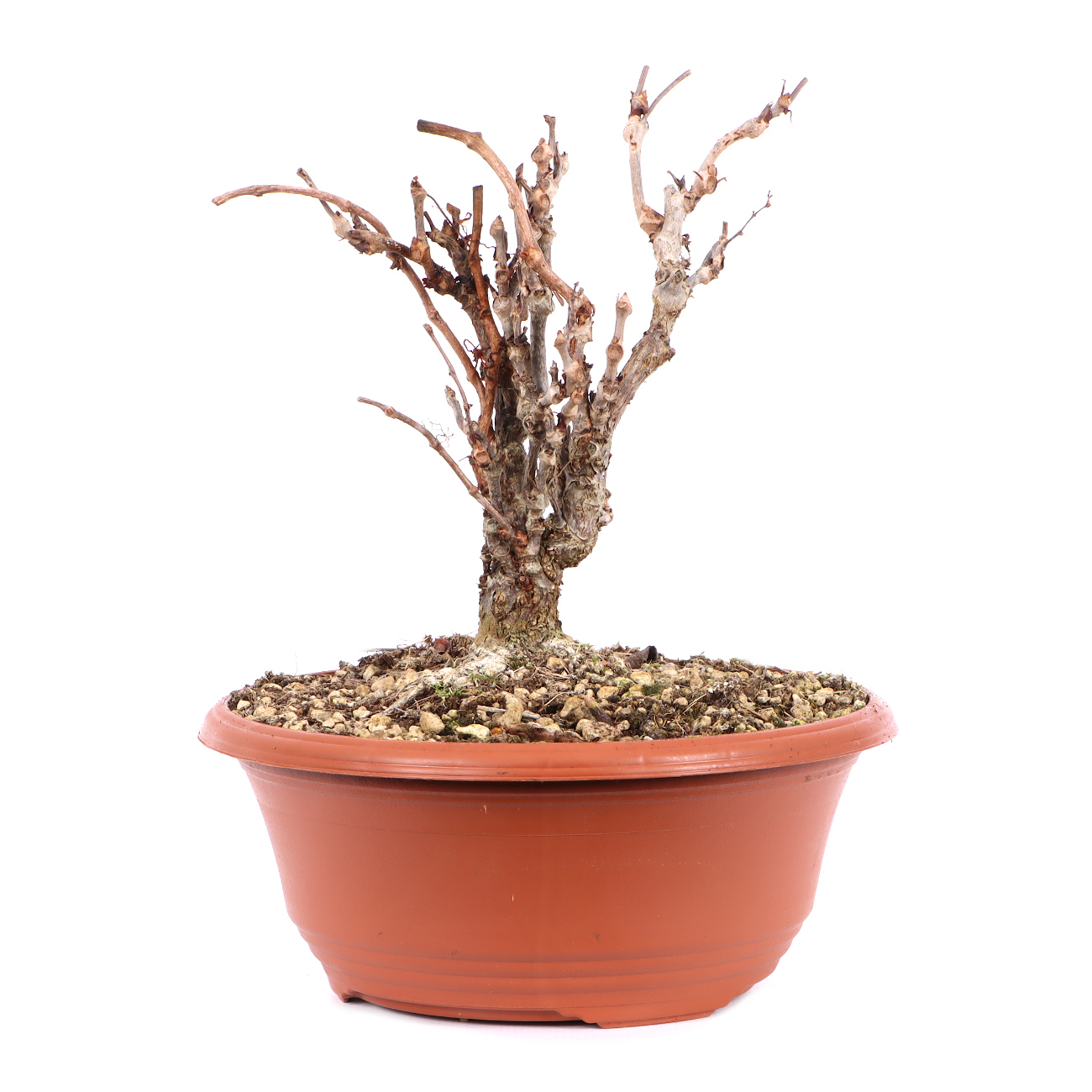 Parthenocissus quinquefolia