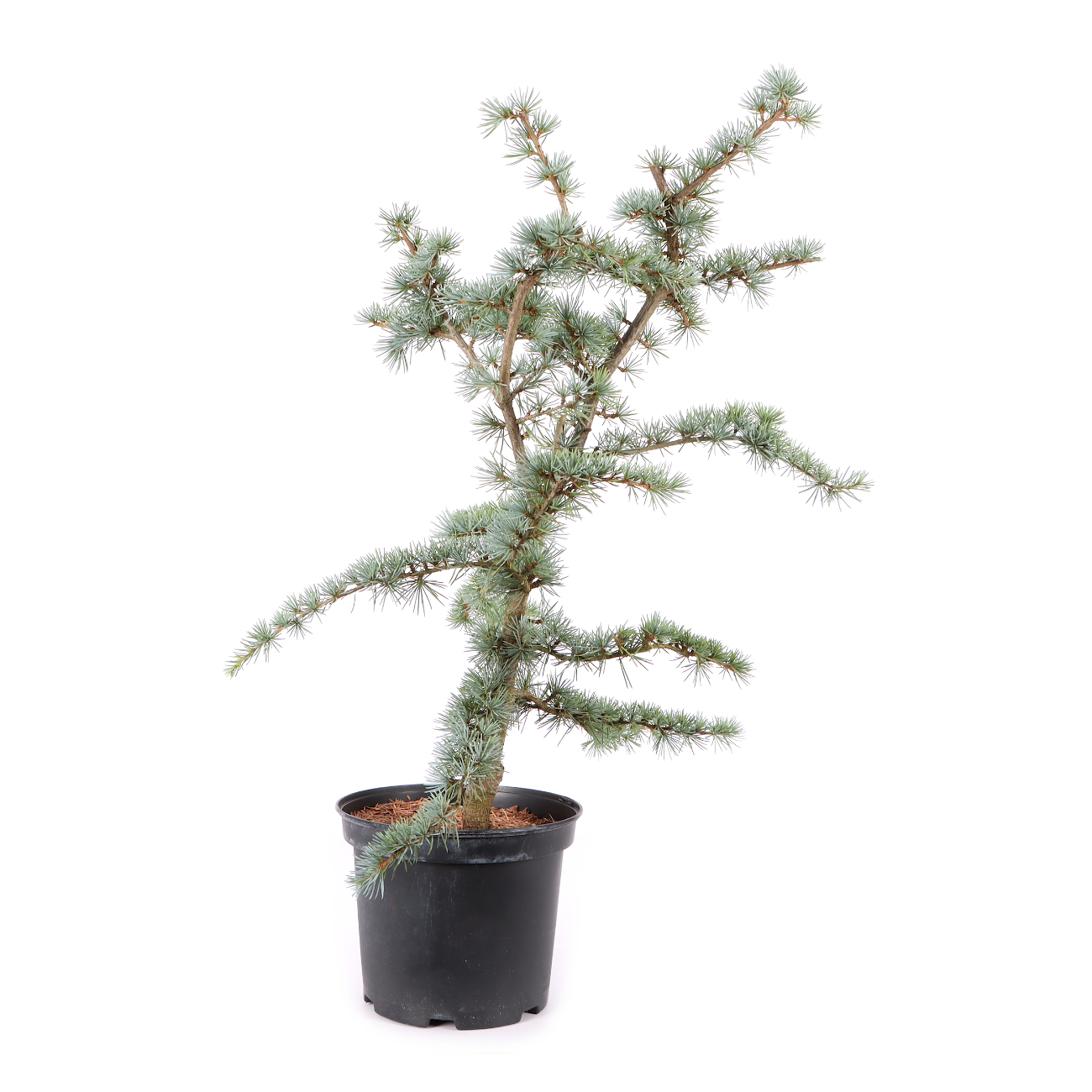 Cedrus atlantica 'Glauca'