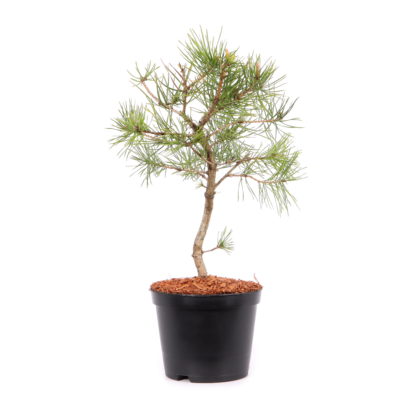 Pinus sylvestris 'Norske Typ'
