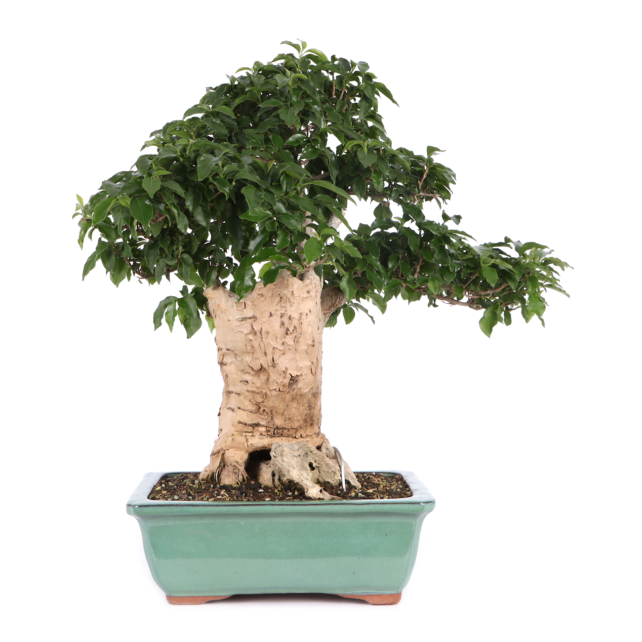 Bougainvillea glabra