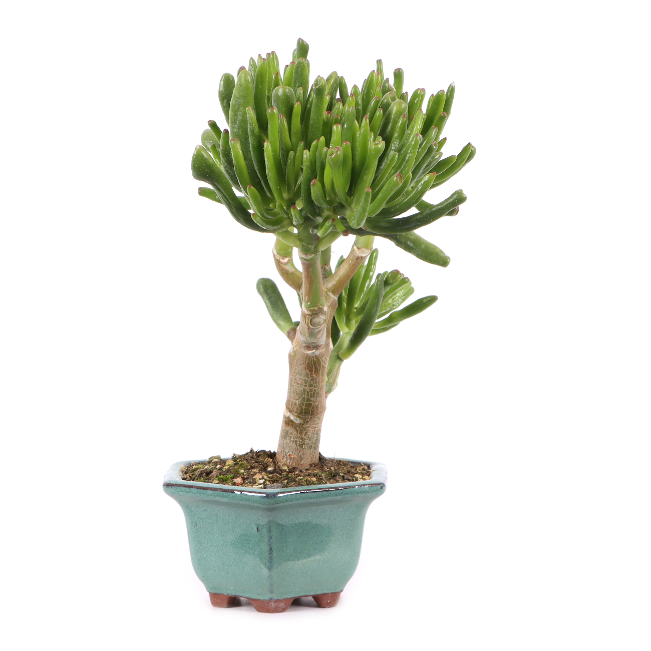 Crassula ovata 'Horn Tree'