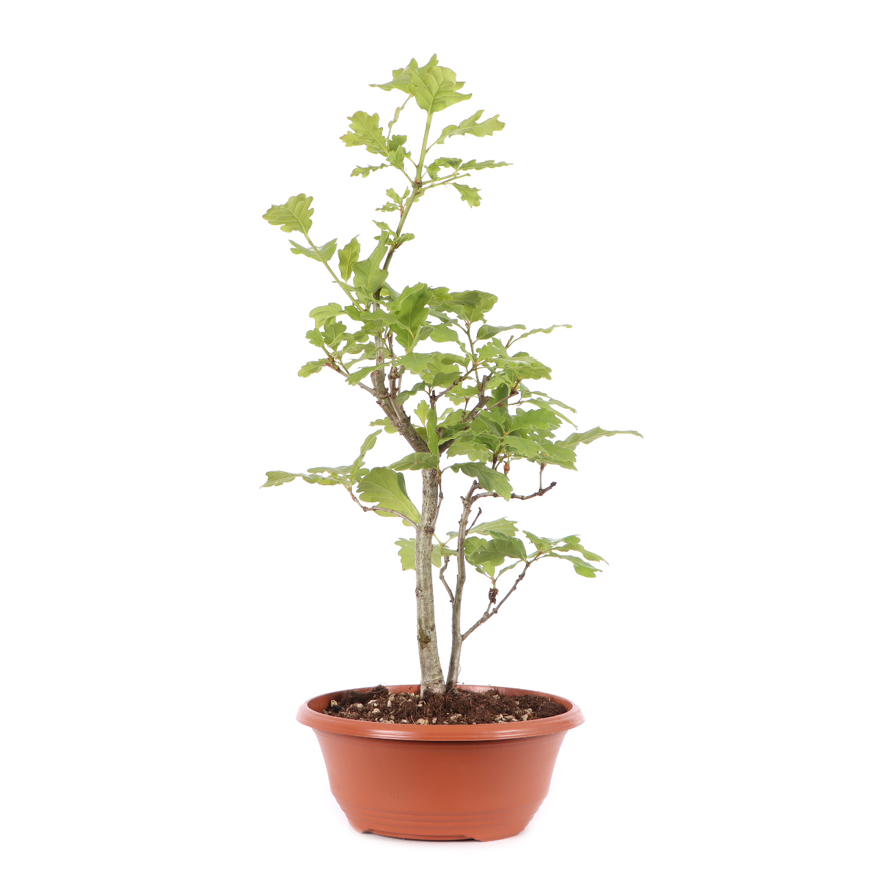Quercus robur