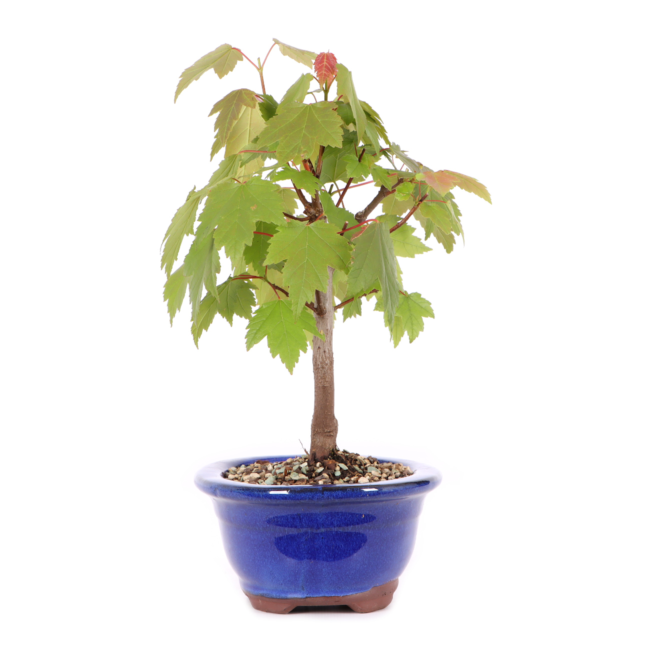 Acer rubrum 'October Glory'
