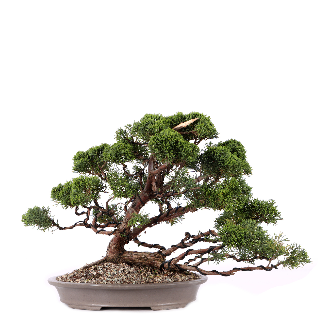 Juniperus chinensis 'Itoigawa'