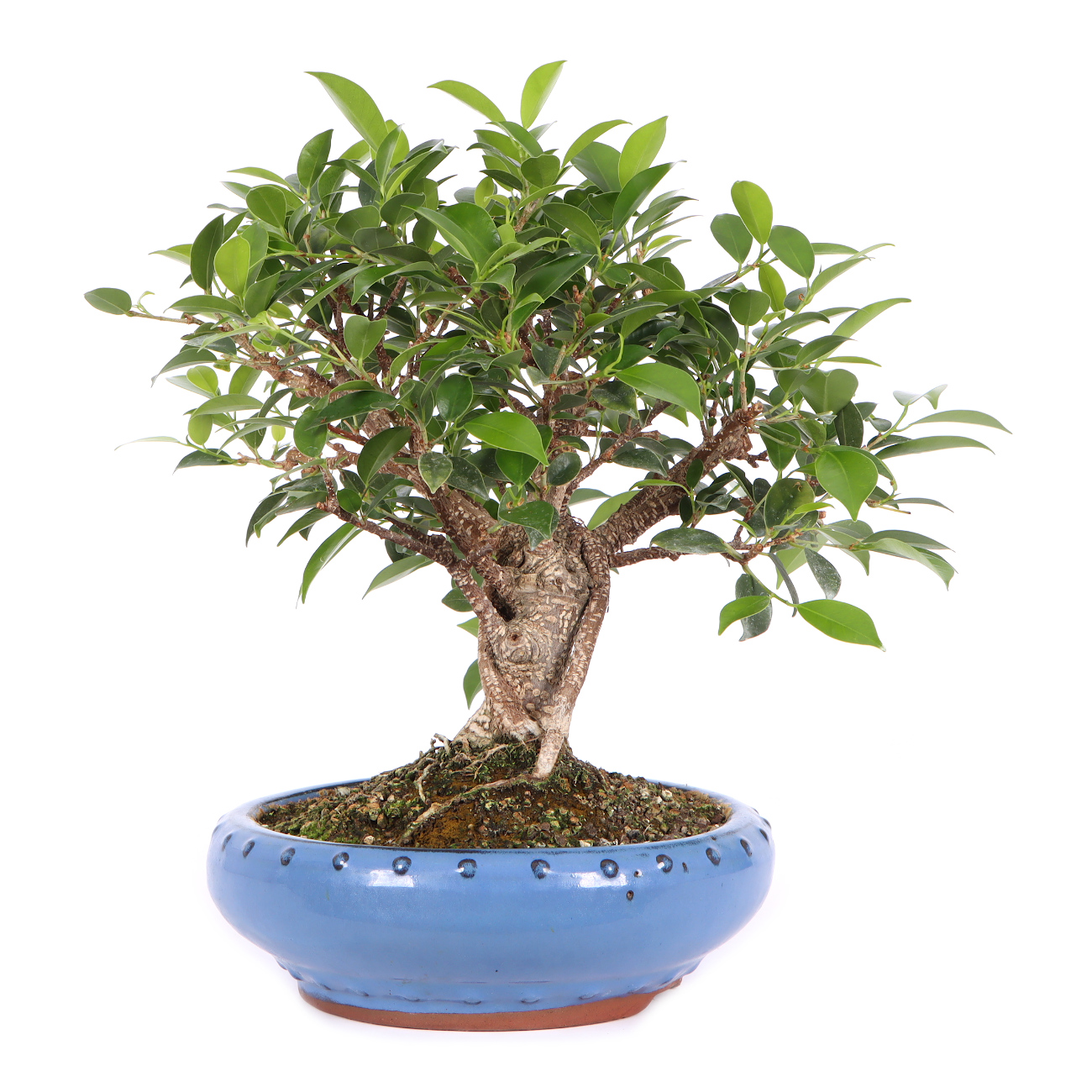 Seitenansicht rechts