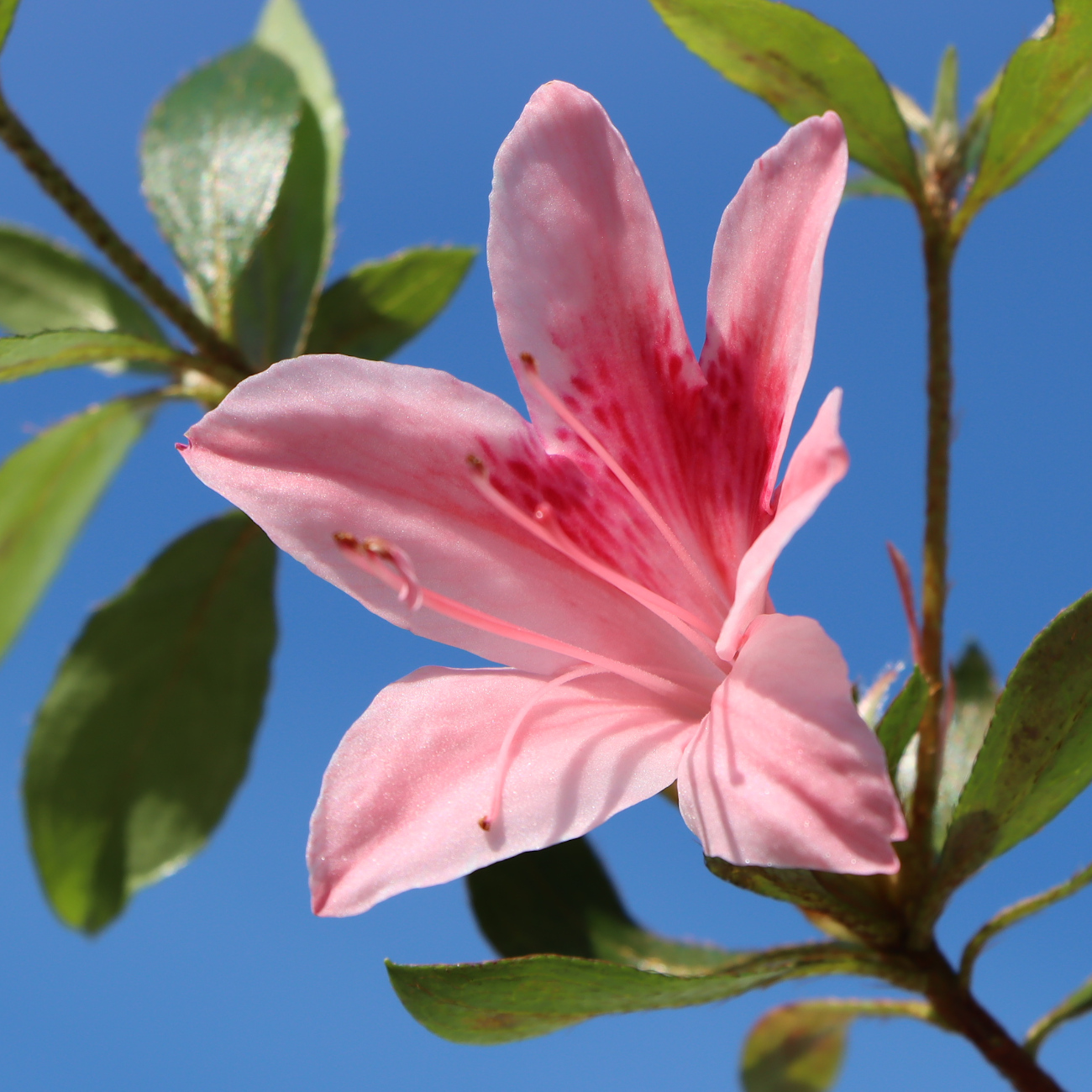 Blüte