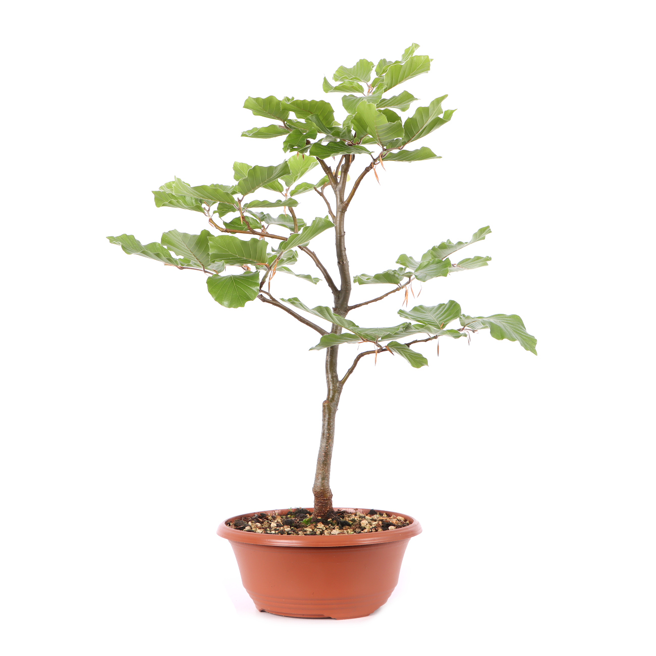 Fagus sylvatica