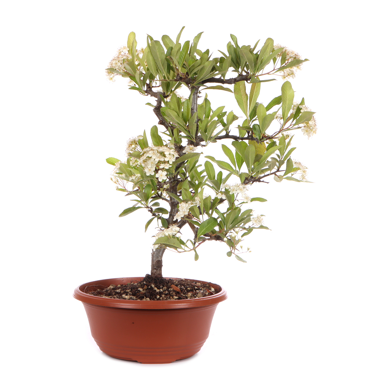 Seitenansicht rechts